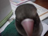 あそんで